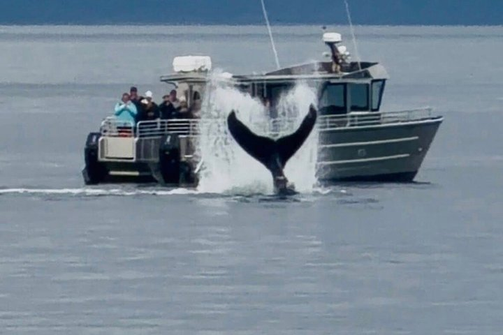 14 passenger Whale Watching Tours in Icy Strait aka Hoonah AK - Photo 1 of 7
